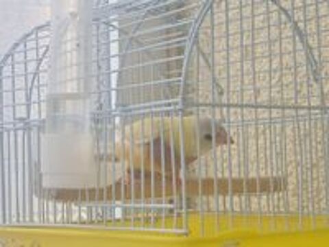   Diamant de gould 