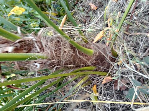 tres  beau  palmier 30 Balzac (16)