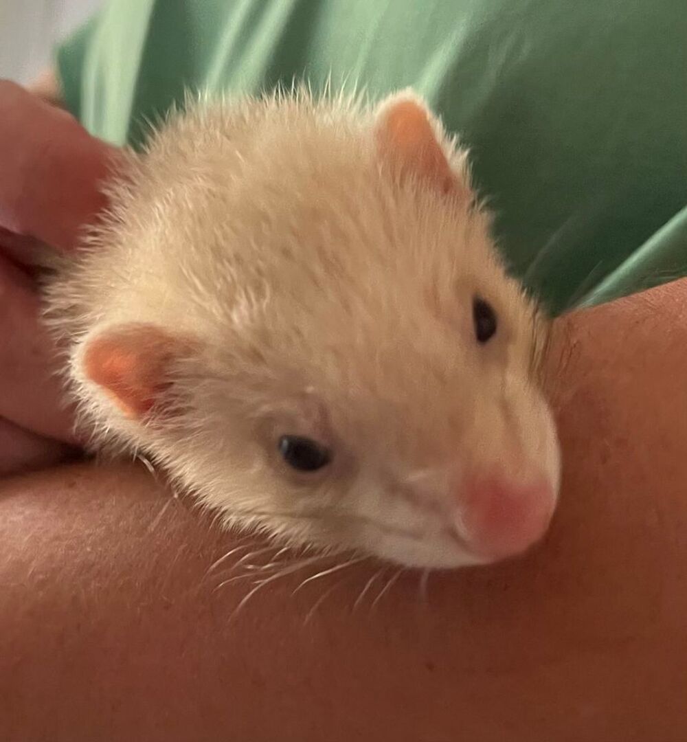   bébé furet 