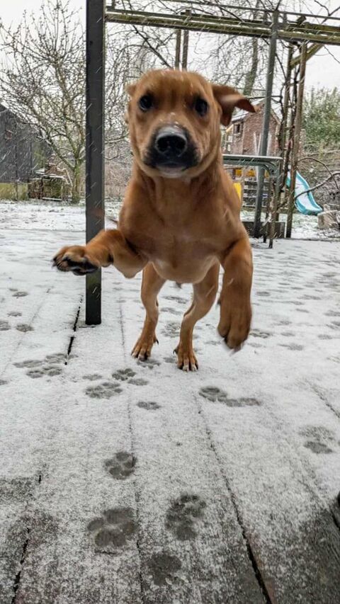 Goliath le chti cr&eacute;ole 300 59000 Lille