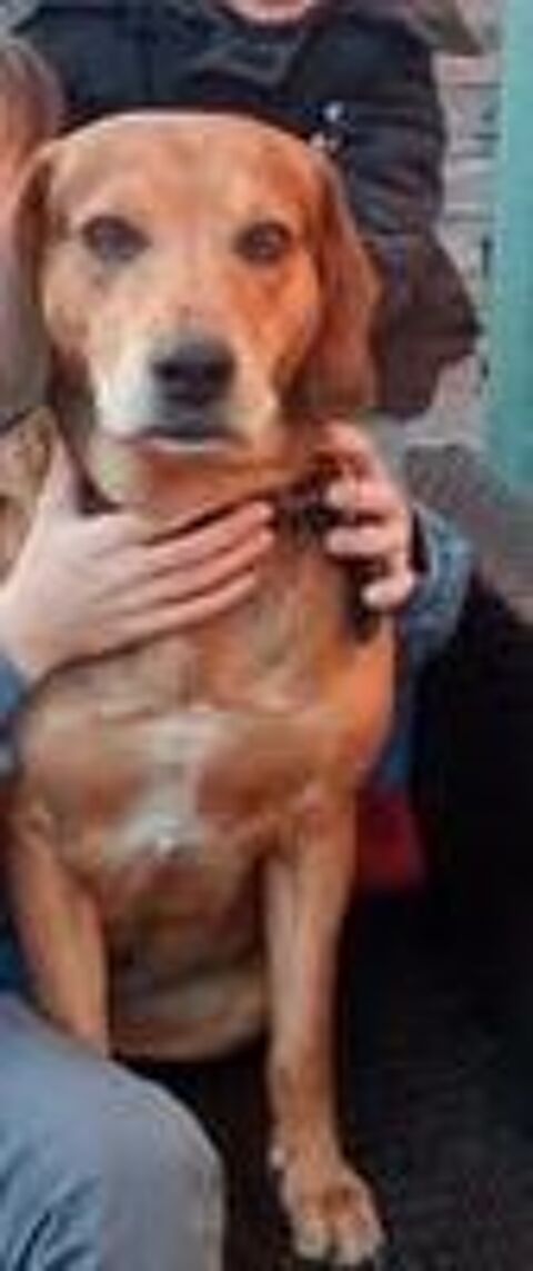   Chien BANDIT à l adoption 