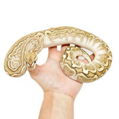   Python regius banana Pei Bald Python Royal 