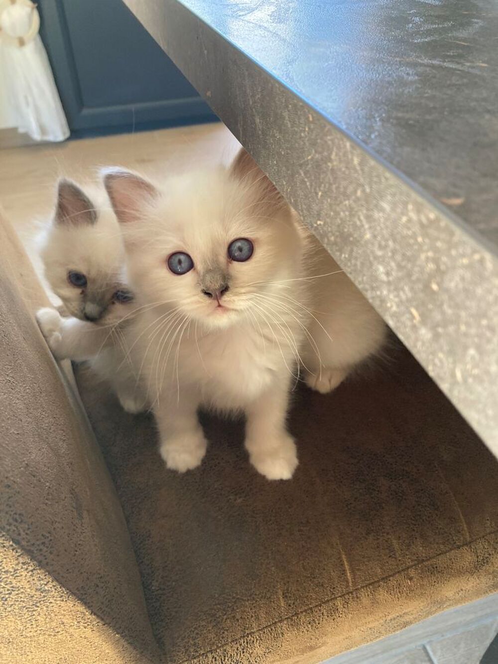   Adorables chatons sacré de birmanie 