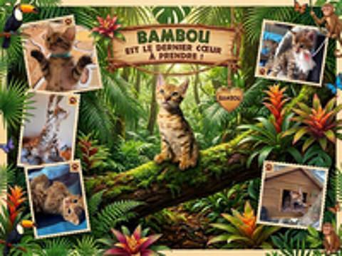   Chatons Bengals LOOF paiement en plusieurs fois 