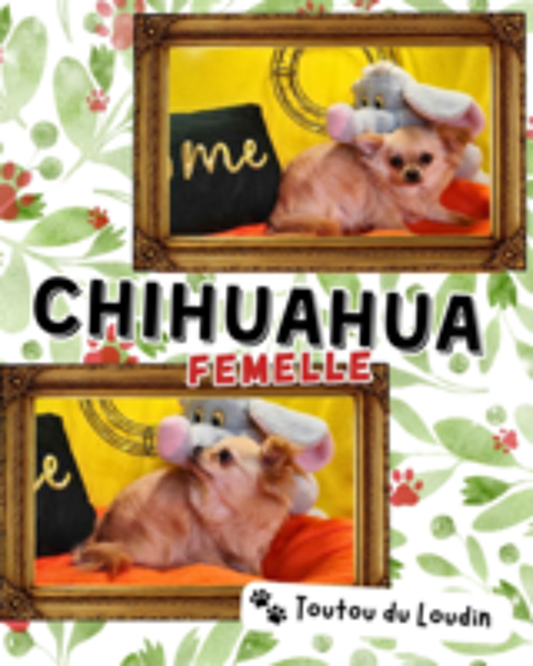   Chiot chihuahua femelle poils longs 