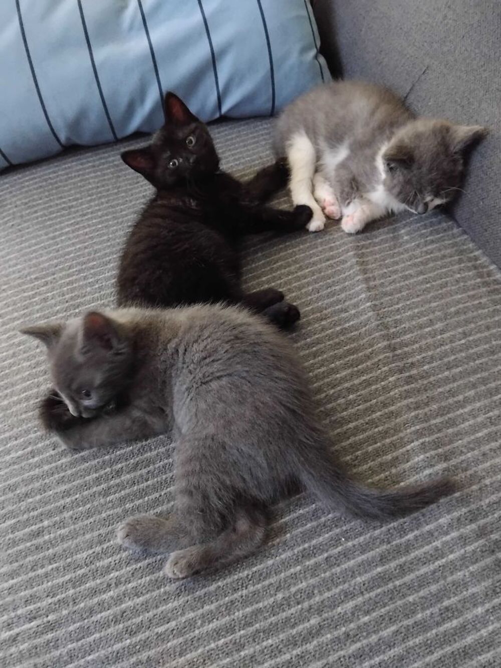 donne chatons contre bon soin 