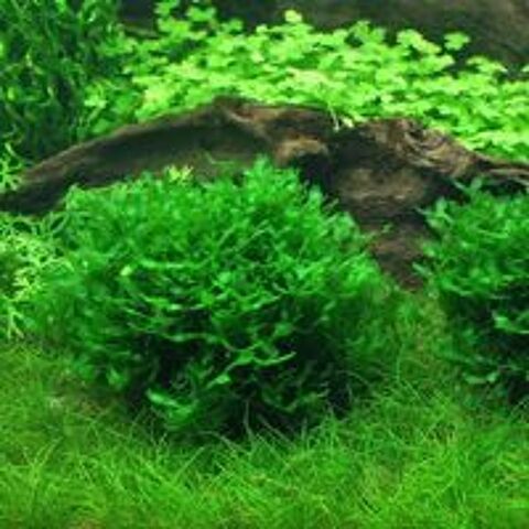   Plante / Mousse Lomariopsis lineata /Varech d'eau / Aquarium 