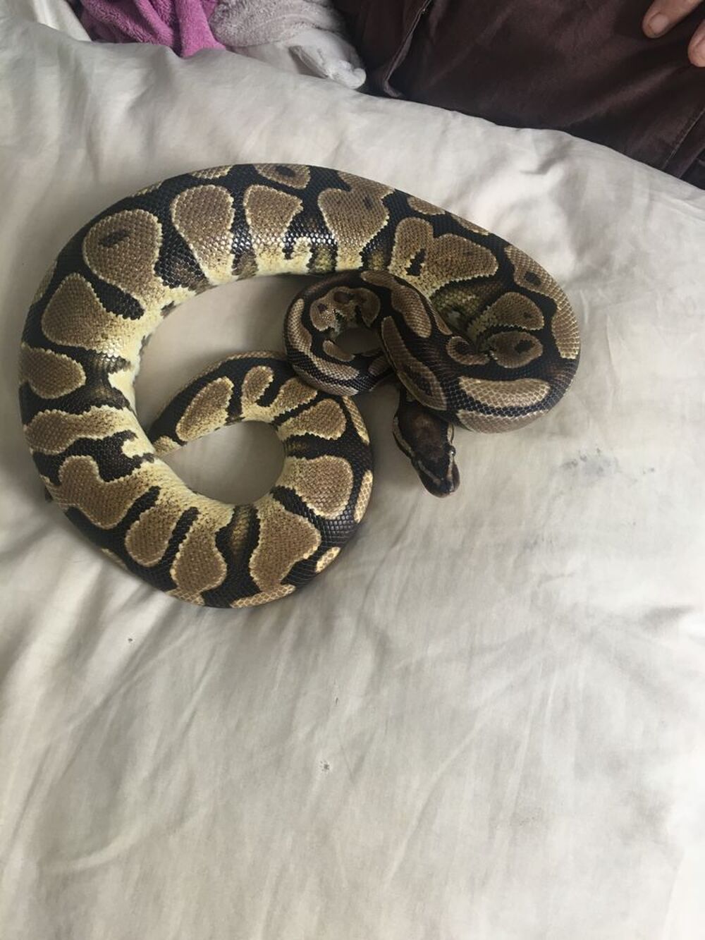   Python royal  femelle  