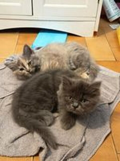   Chaton persans croisé sacré de birmanie 