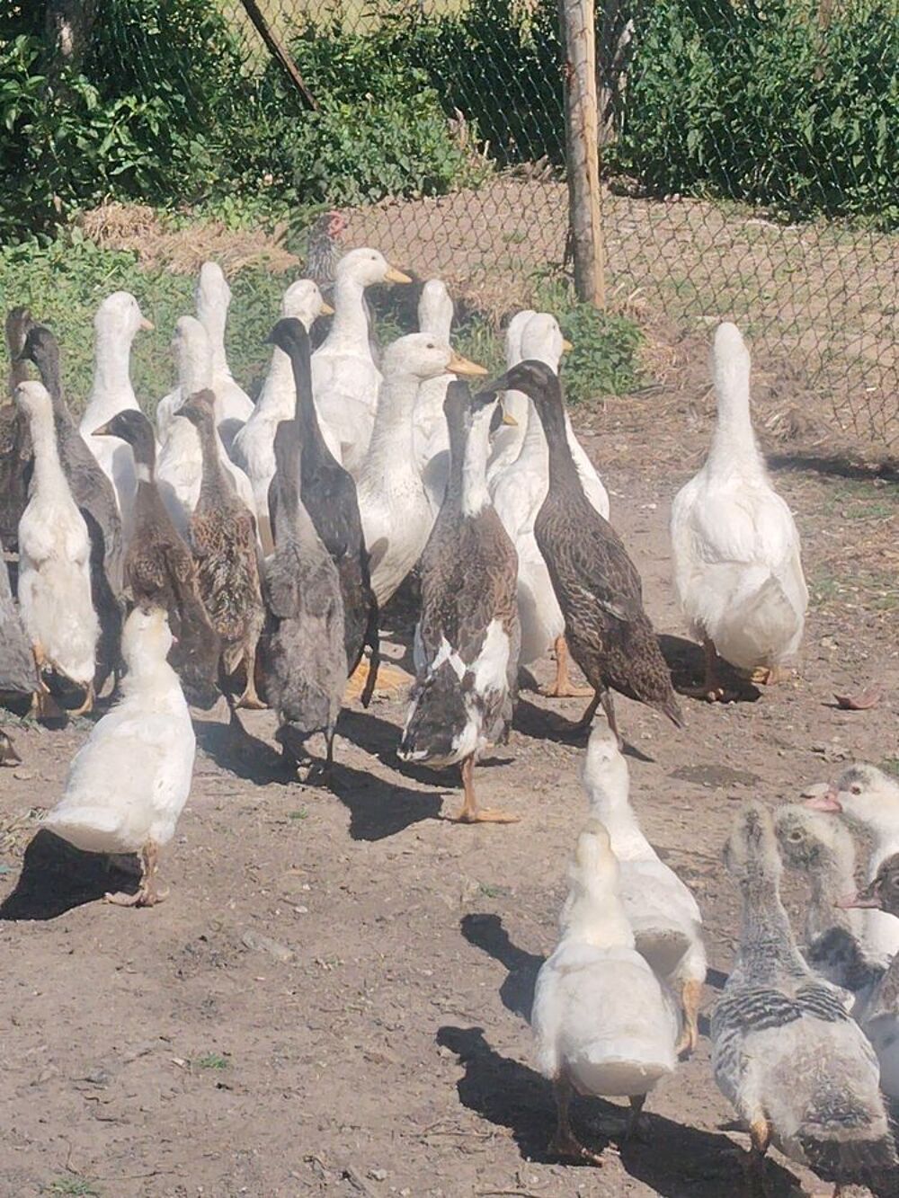  Canards coureurs indien  