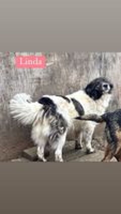   LINDA 