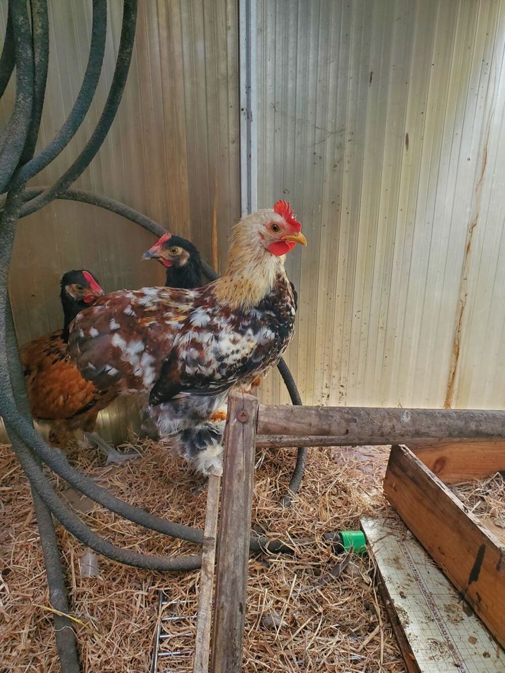  Coq 