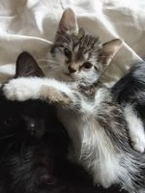   Donne Chaton   