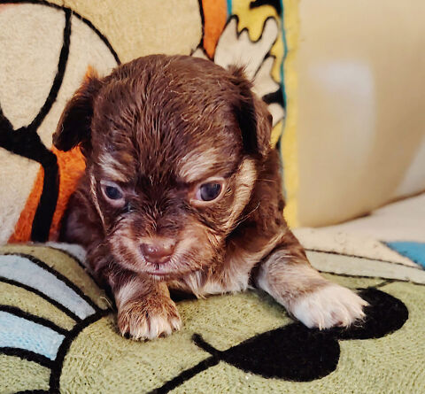 Chihuahua a reserver 800 45300 Manchecourt