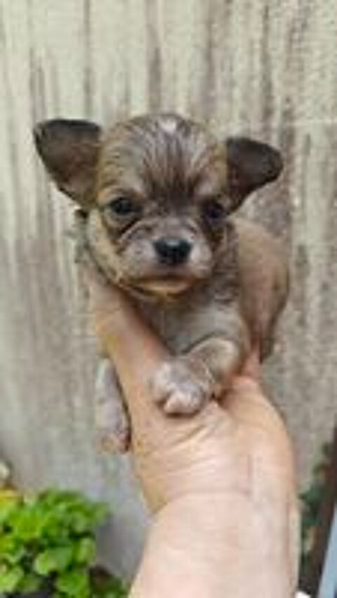   Mini chiots chihuahuas LOFS  