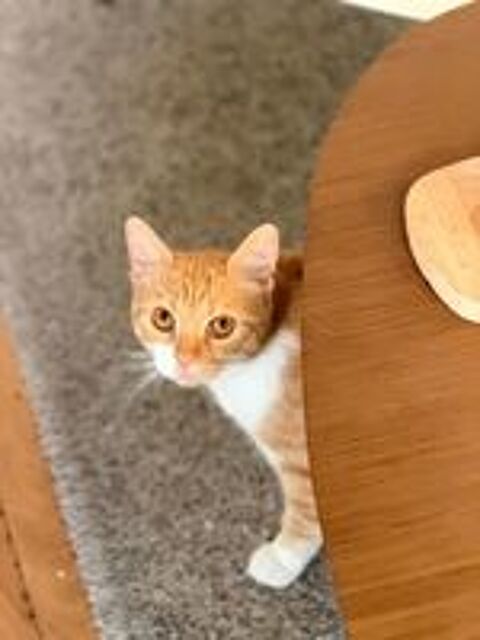   Harry un super compagnon à 4 pattes 