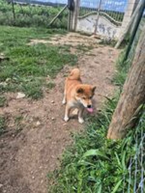   Chiot Shiba Inu 