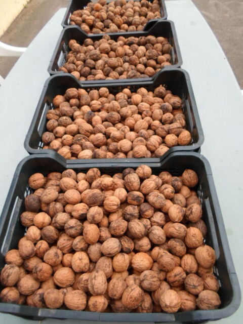 noix fraiches de 2025 Goincourt (60)