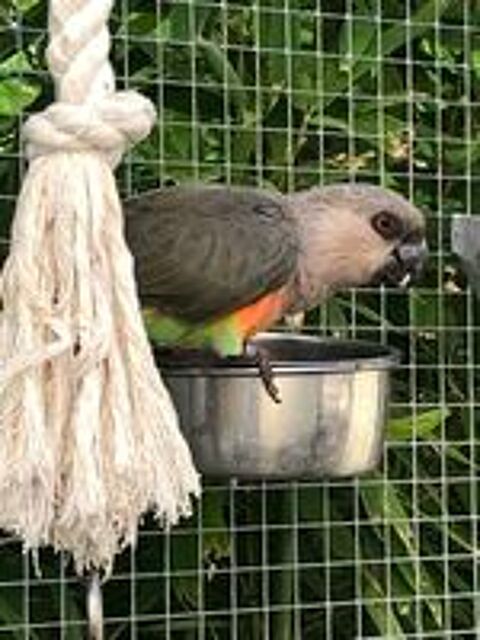   Poicephalus rufiventris 
