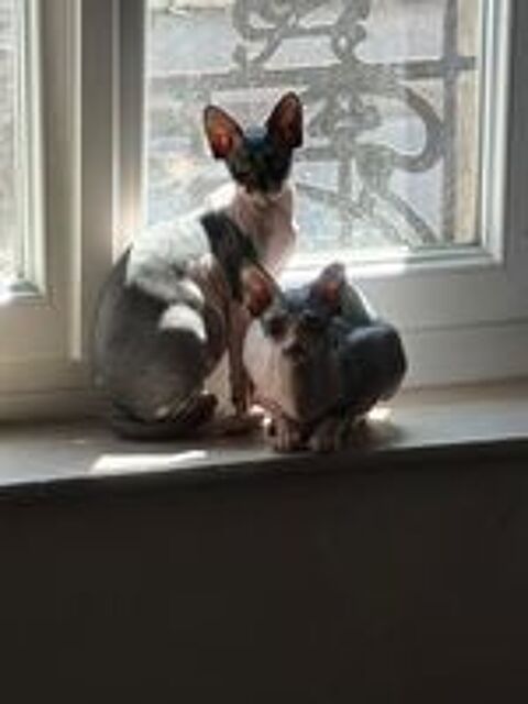   sphynx 