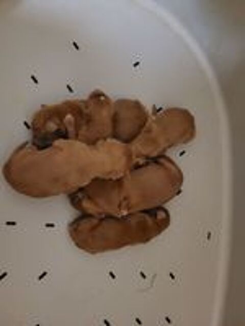   Magnifique chiots Setter Irlandais 