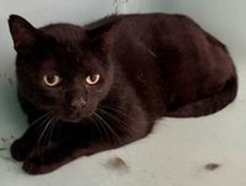   BURUNDI, chat noir, 4 ans  