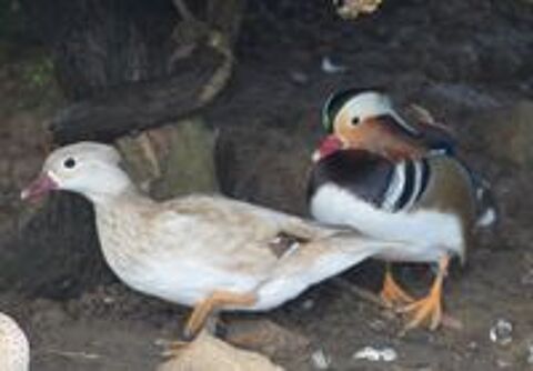   Canards mandarins  