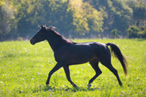   DP hongre 5 ans SF polyvalent 