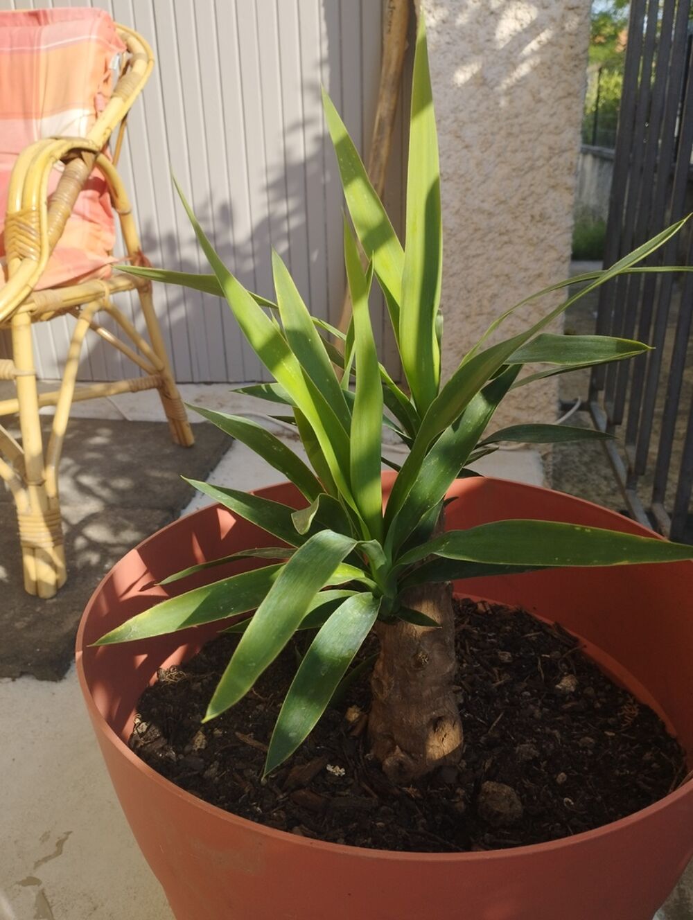 Plante Verte en Pot Jardin