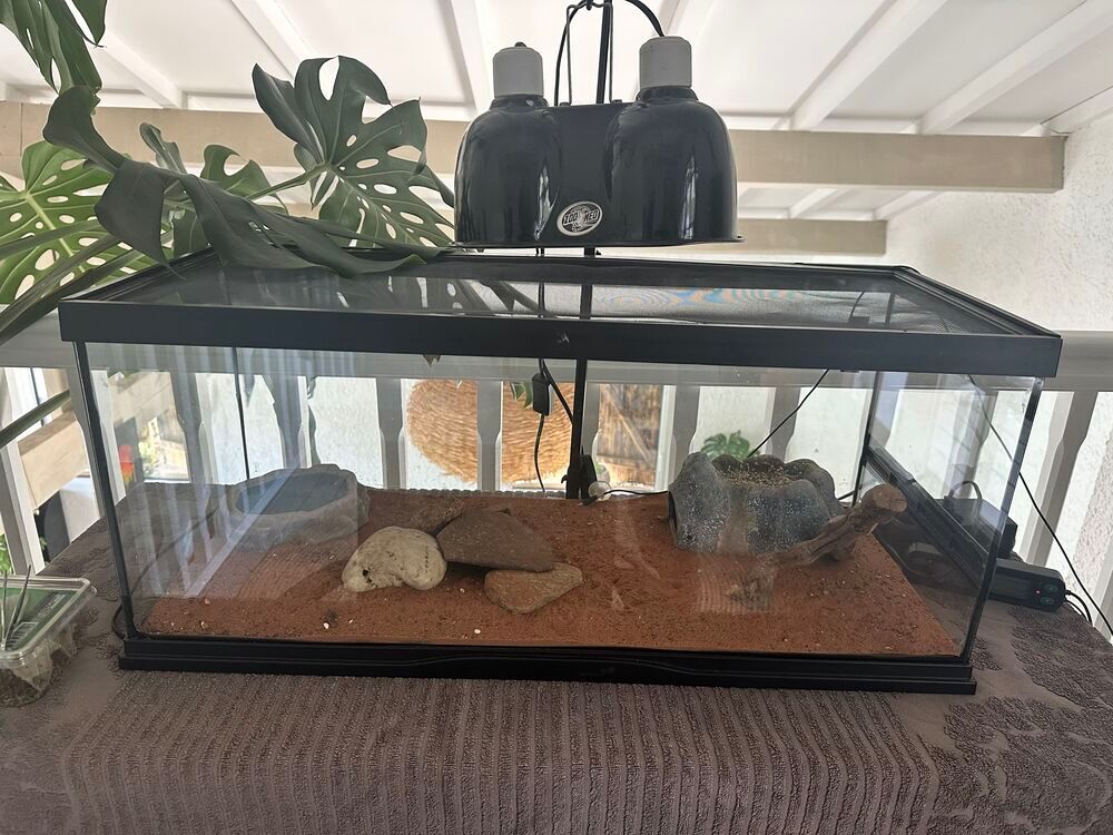 Gecko Leopard + Terrarium 