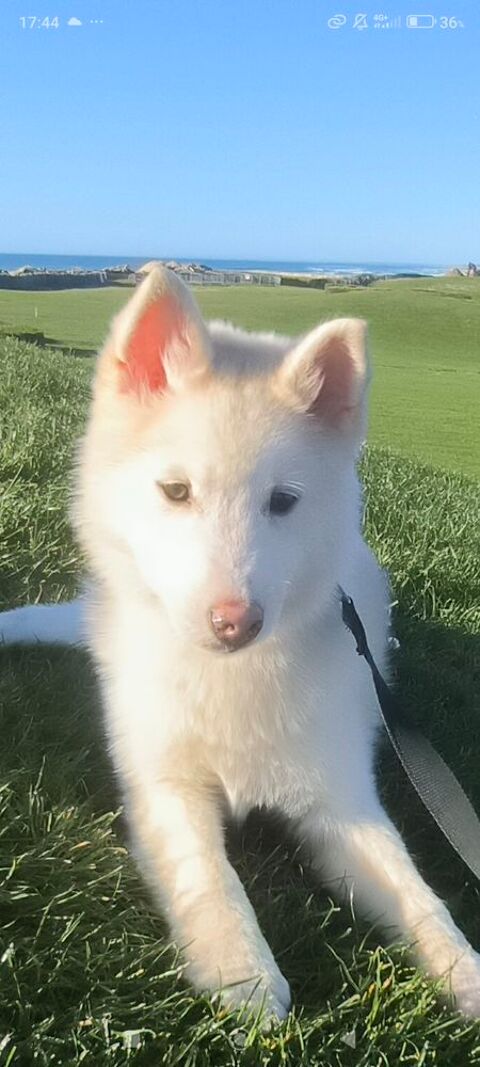 Chiot v&eacute;ritable Pomsky blanc cr&egrave;me ? disponible de suite 1600 33840 Giscos