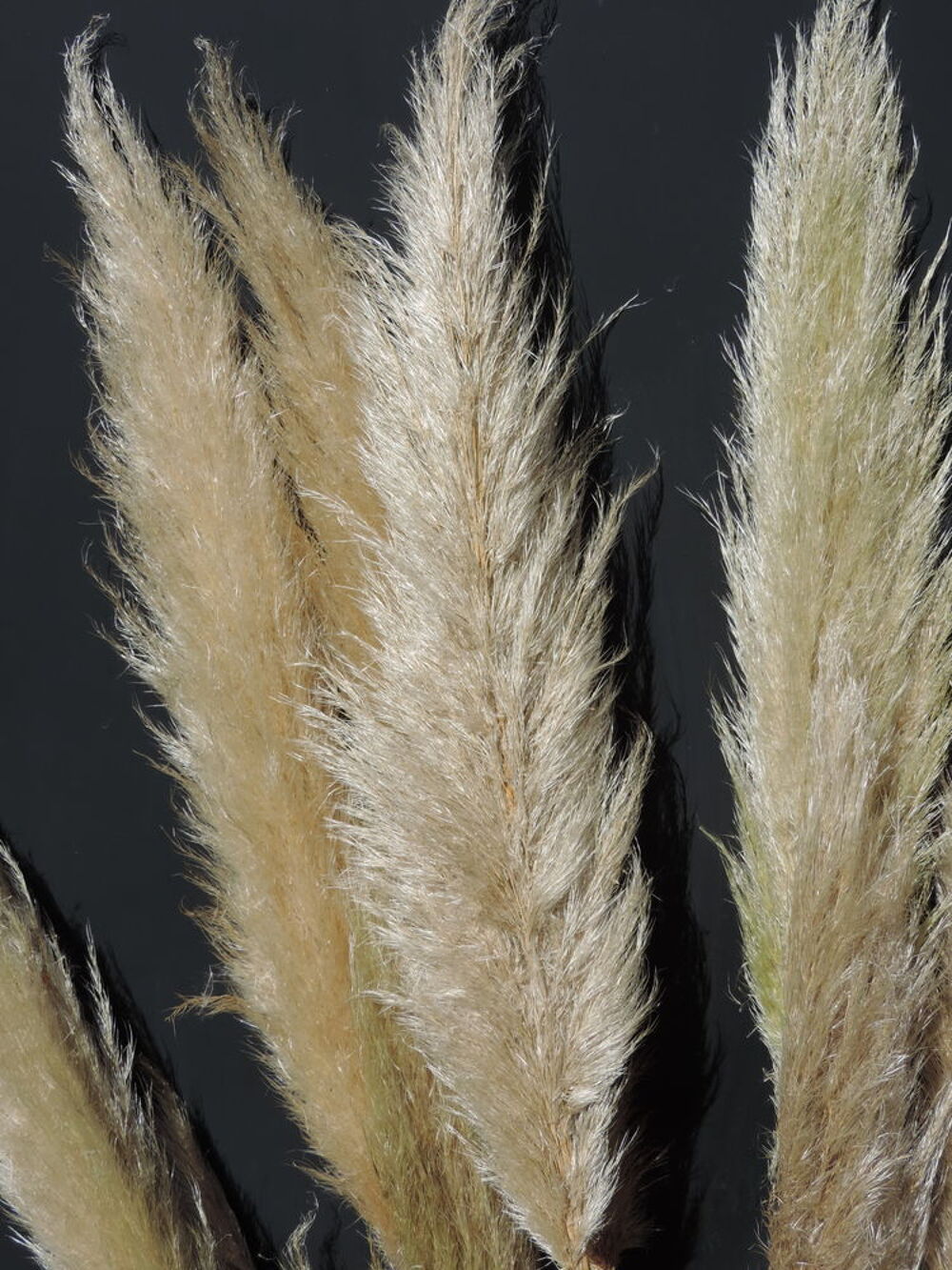 3 PLUMETS HERBE DE LA PAMPA DECORATIFS Jardin
