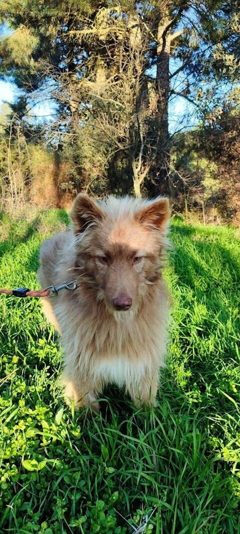 ZORRO un loulou aussi doux que son pelage 315 24140 Douville