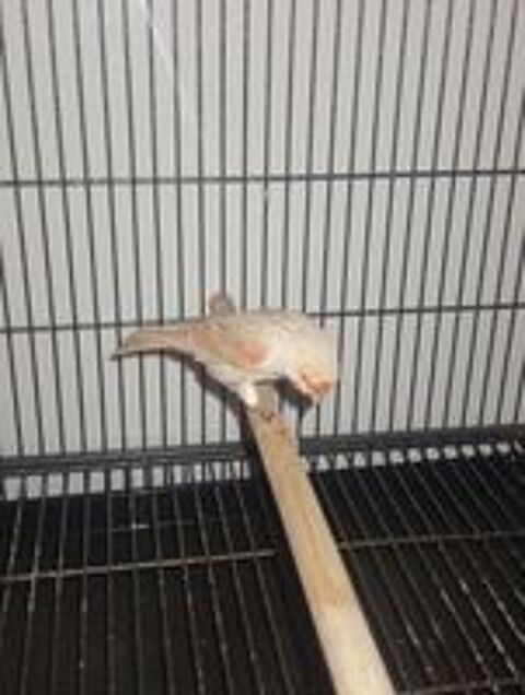   Canari isabelle mosa�que rouge  