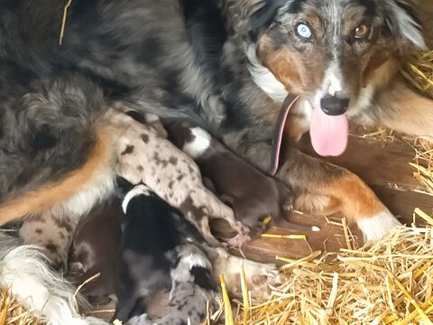 Chiot border collie non lof 700 16300 Barbezieux-saint-hilaire