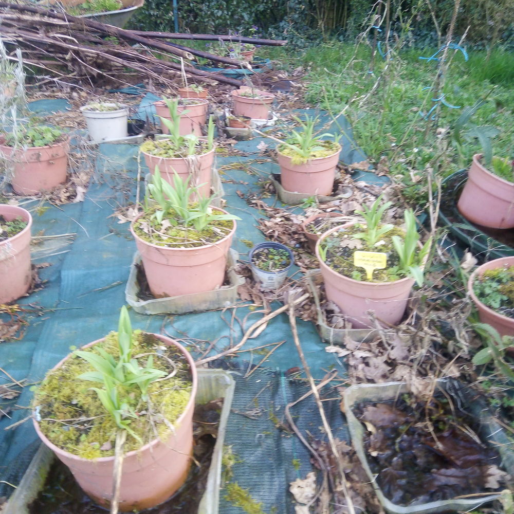 Hemerocallis fulva flore peno Jardin