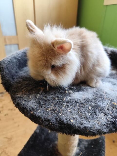 Bébé lapin 40 57420 Verny