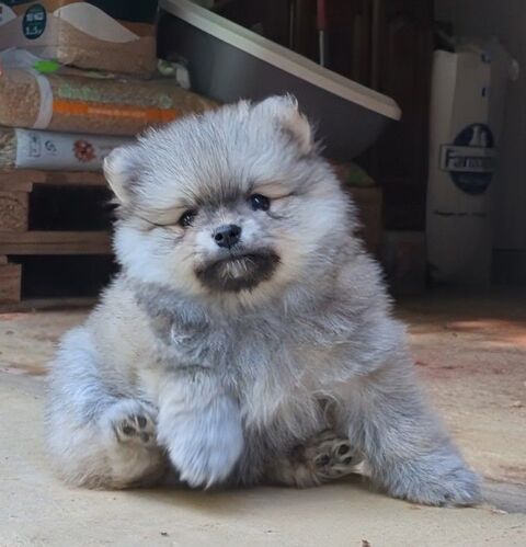 jolis chiots spitz nain ou et petit 36310 Beaulieu