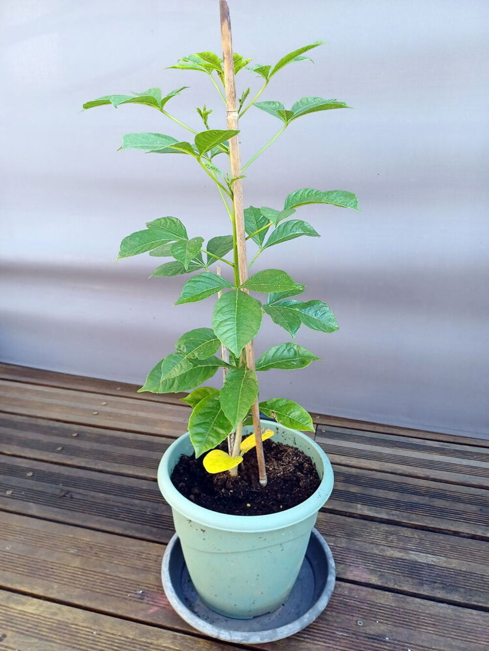 Majestueux BAOBAB hauteur 85cm Jardin