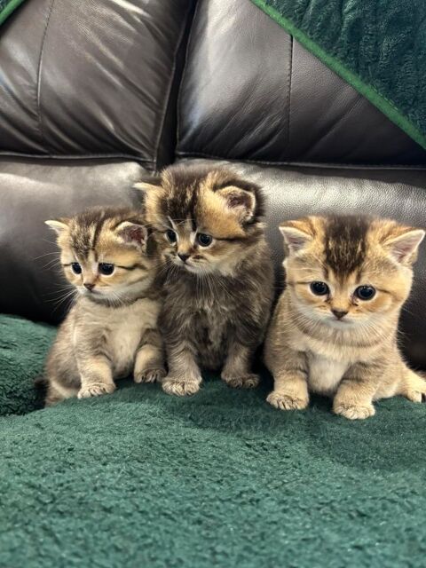 3  chatons  British Shorthair black golden 700 57200 Sarreguemines