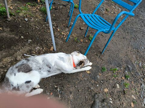 donne chienne bergere 1ans de m&Eacute;�re. border colley et pere  labrit tel 0632514267  c &Eacute;�st. un don. gratuit 6 0 65370 Sacou�