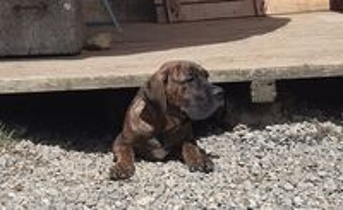   Chiots mâles CANE CORSO PURE RACE LOF 