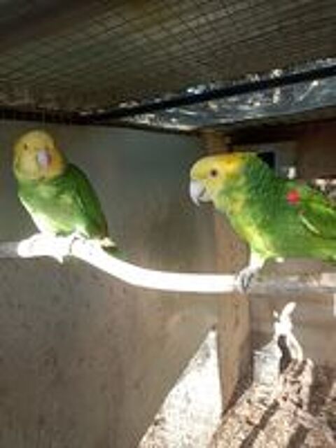   Couple repro amazone  