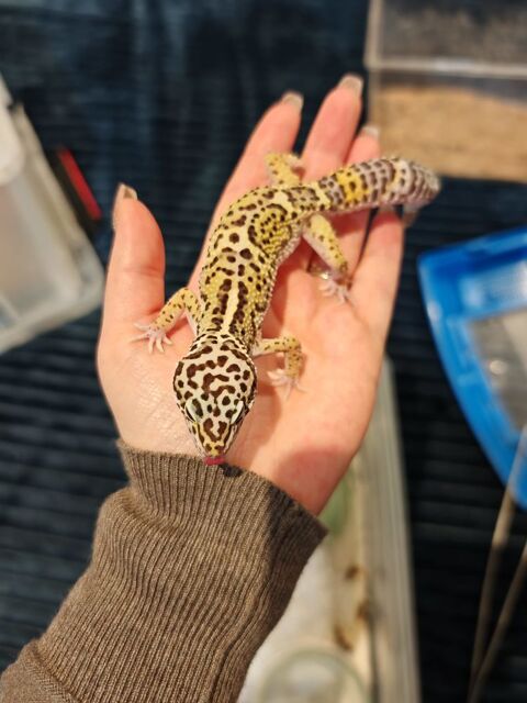 Gecko sub adultes 20 78310 Maurepas