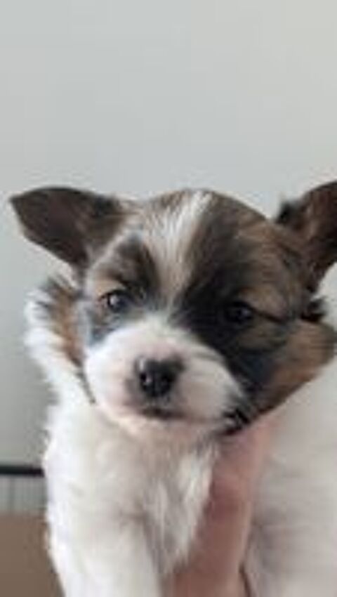   3 chiots papillon Adorables  chiots �pagneul Nain Continenta 