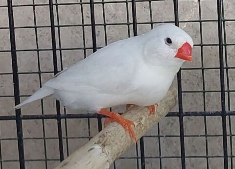 Lot . 2 oiseaux et 3 cailles du japon (50e) 50 07400 Le teil