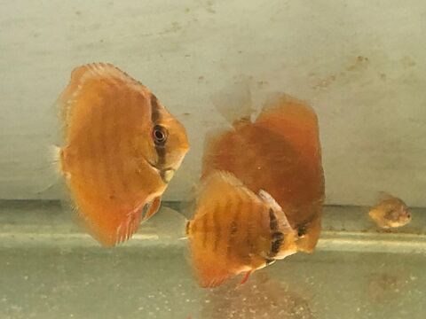 petits Discus Red Cover différentes tailles 30 83870 Signes