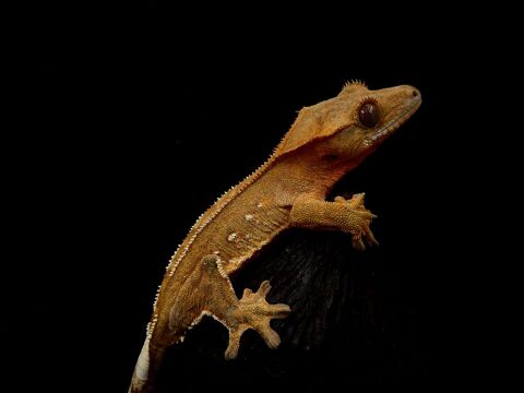 Plusieurs correlophus ciliatus 60 31860 Pins-justaret