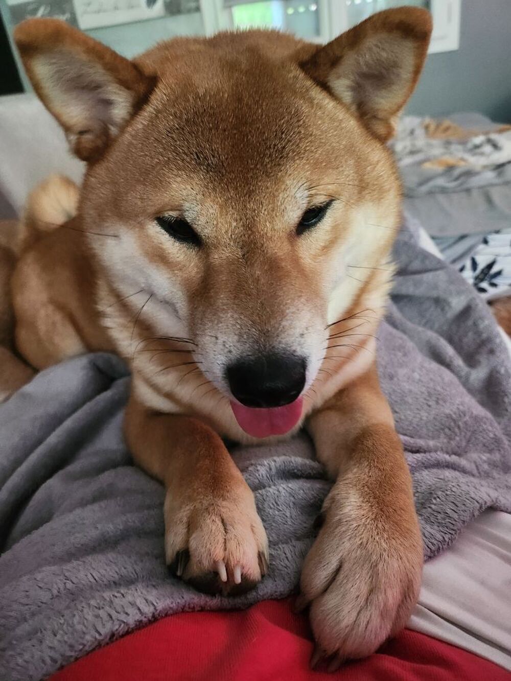   Tamaki superbe mâle shiba propose ses saillies 