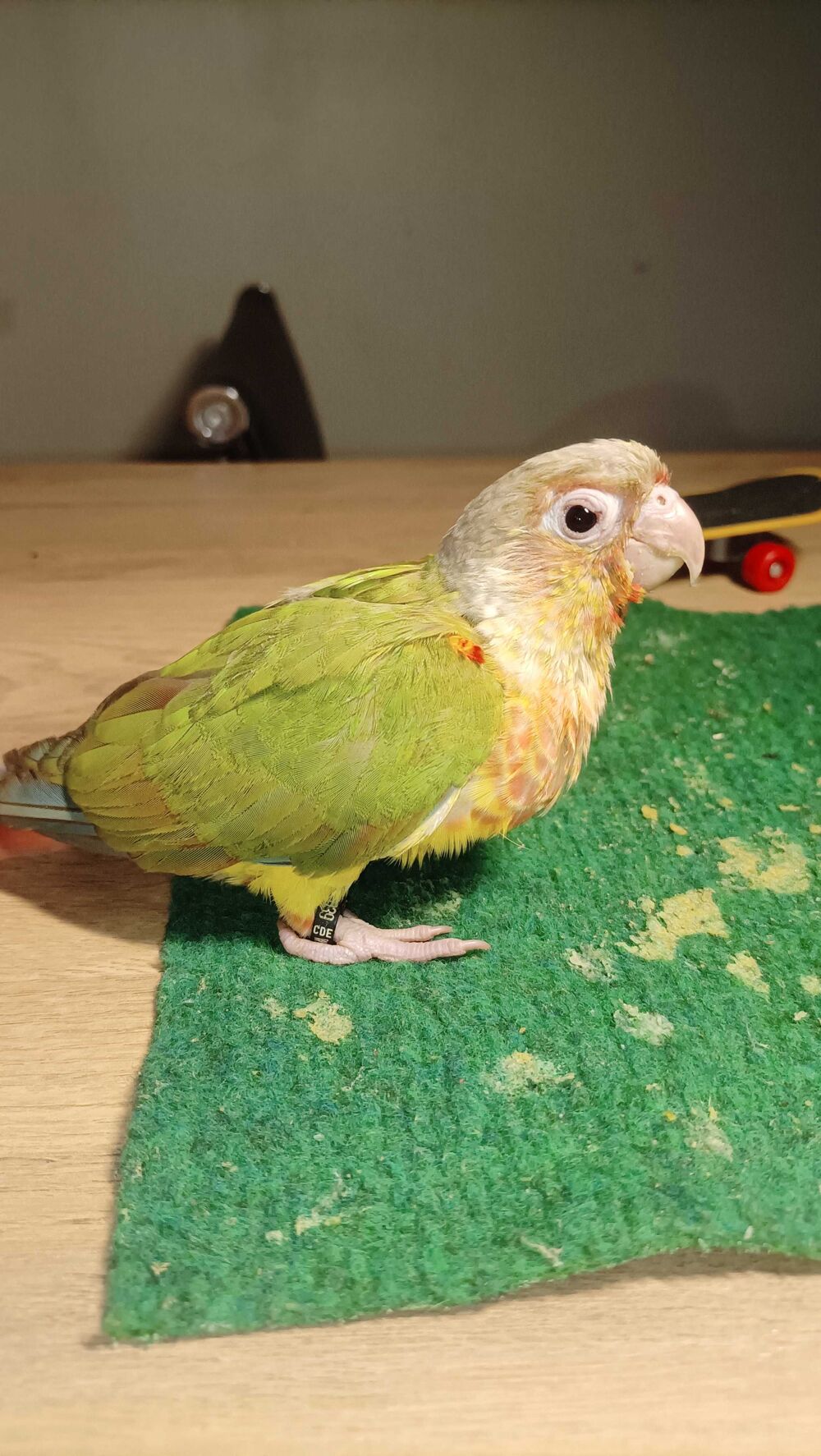 perroquet Conure Ananas EAM 2 mois Bricolage
